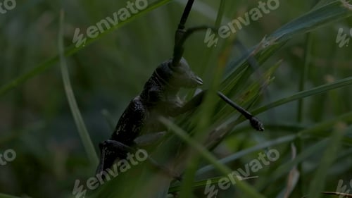 Preview: Close-up of large black beetle in grass. Creative. Large grasshopper is sitting in green grass
