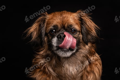 Preview: Little angry dog sitting in studio