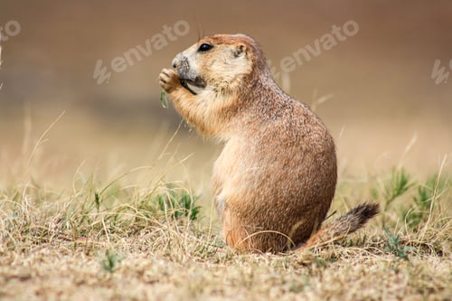 Preview: Prairie dog nibbling grass in a field.