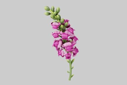 Preview: Digital illustration of a pink orchid with green stem