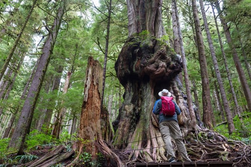 Preview: Forest on Vancouver island