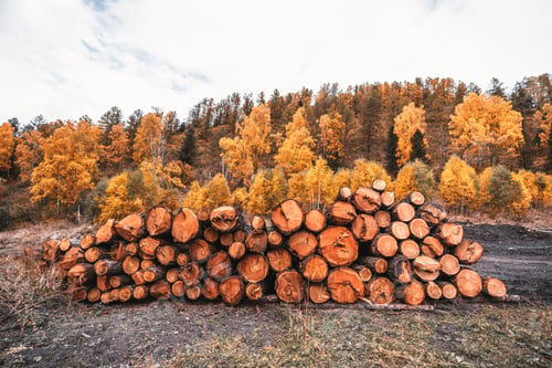 Preview: The exploitation of wood in a forest