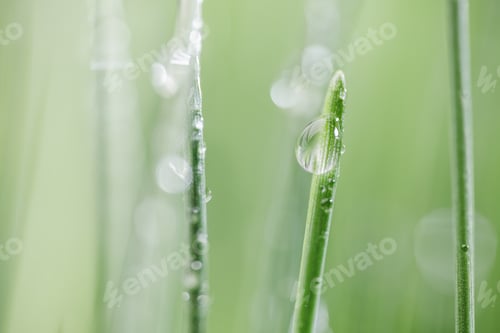 Preview: Green grass close-up super macro shooting.