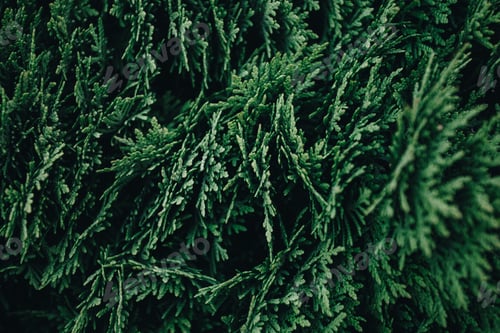 Preview: Beautiful background of the thuja texture