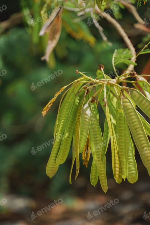 Preview: Vertical closeup of seed pods on a sunlit bare tree branch