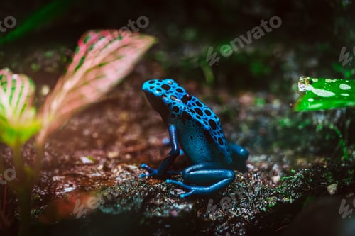Preview: Blue Poison Dart Frog in Lush Tropical Habitat