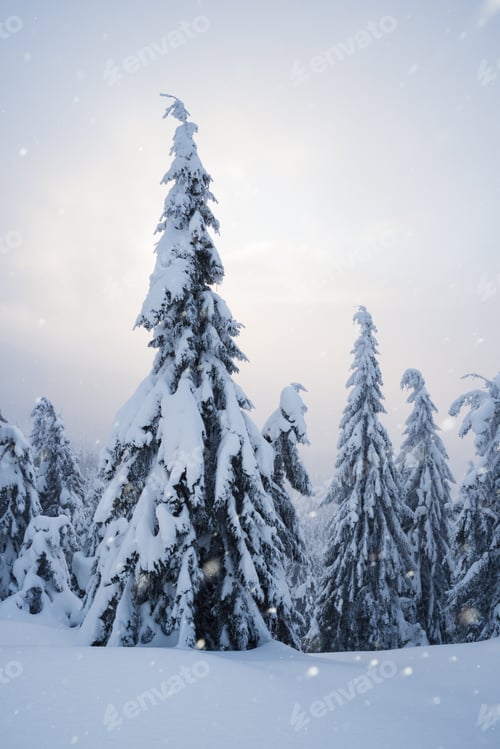 Preview: Snowfall in the fir forest