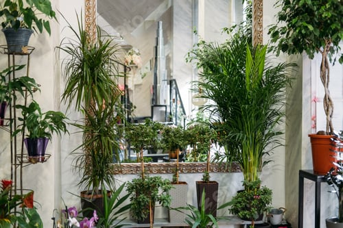 Preview: Garden room, Biophilia trend, Living with Nature, biophilic interior design. Many different indoor