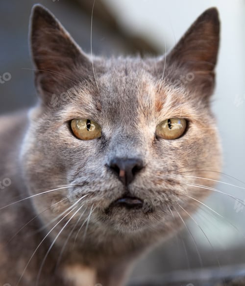 Preview: Close-up portrait of a cat in a bad mood