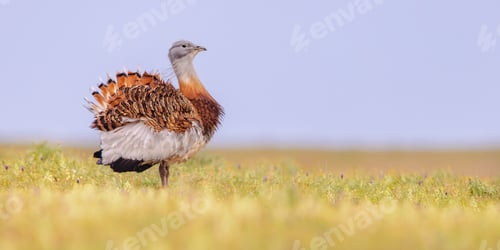 Preview: Great Bustard Display in Grassland