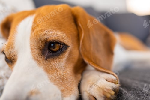 Vista previa: Adult male beagle dog resting in garden furniture. Shallow depth of field.