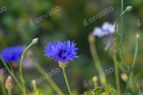 Preview: Blue Cornflowers on the background of a green meadow