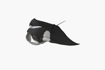 Visualização: Vista lateral da raia-manta