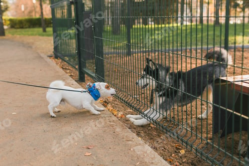 Preview: Dog jack russell terrier and husky funny playing together outdoors in dogs playground at sunny