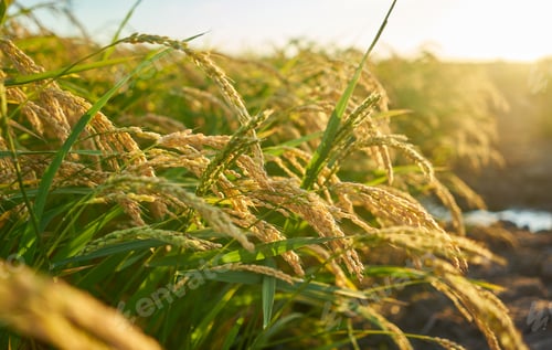 Preview: A large green rice field with green rice plants in rows in Valencia sunset.