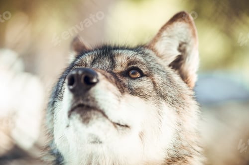 Preview: Wolf on hill near stones and snow