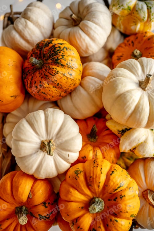 Preview: Assortment of decorative Baby Boo pumpkins and gourds for autumn concepts