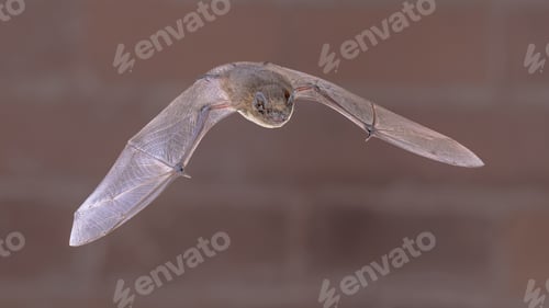 Preview: Flying Pipistrelle Bat on brick wall