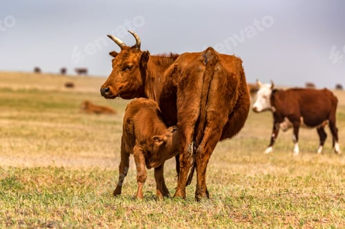 Visualização: Bezerro jovem bebe leite de vaca no campo