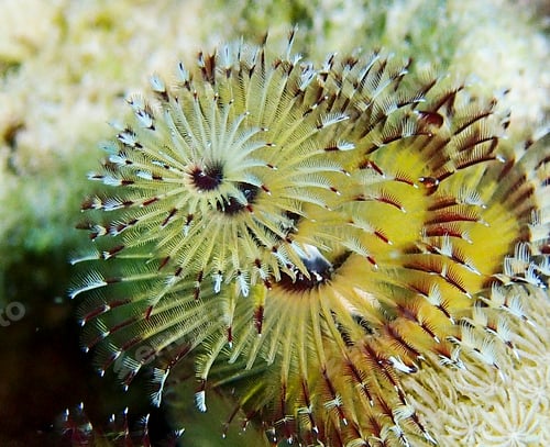Preview: Amazing underwater world, Underwater world scene.