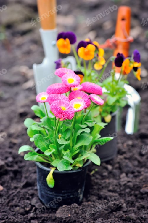 Vorschau: Wunderschöne Margeritenblumen und Gartengeräte