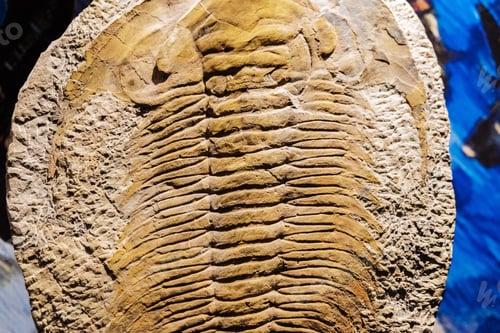 Preview: Fosil from a well preserved eccaparadoxides.