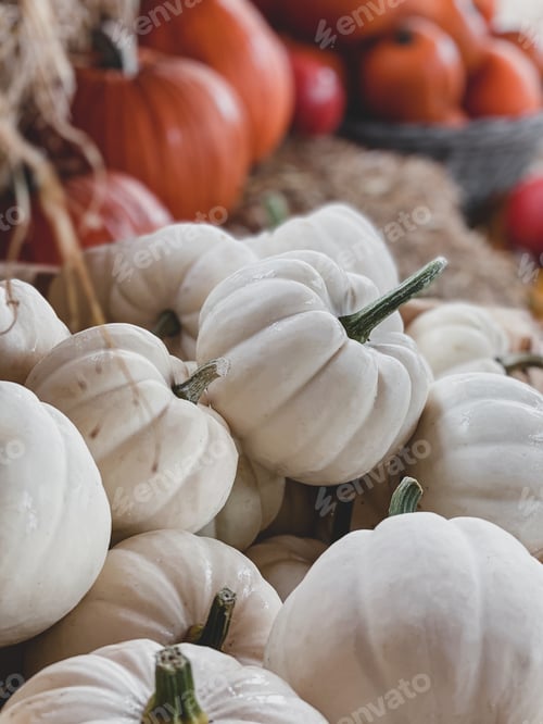 Preview: Pumpkin farm