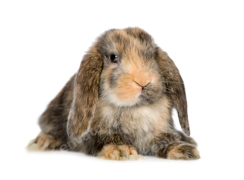 Preview: Rabbit