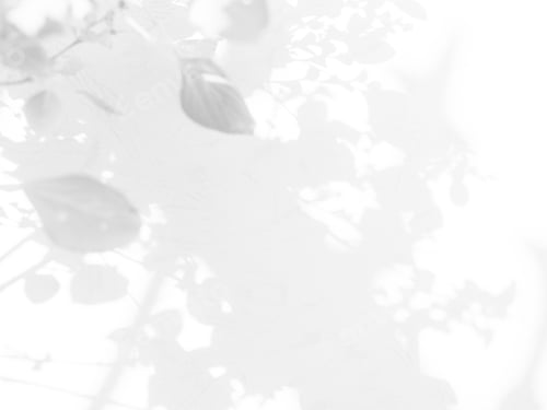 Preview: Abstract Shadow Leaf on Blur Cement Wall Floor Background