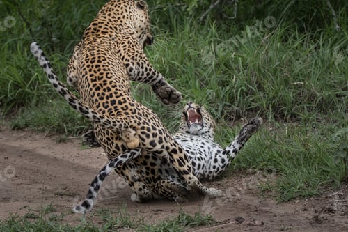 Preview: Two leopards, Panthera pardus, fight after mating