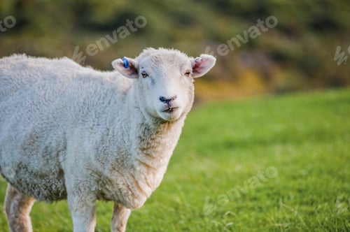 Preview: Photo of New Zealand Sheep in a Field in Golden Bay, South Island, New Zealand