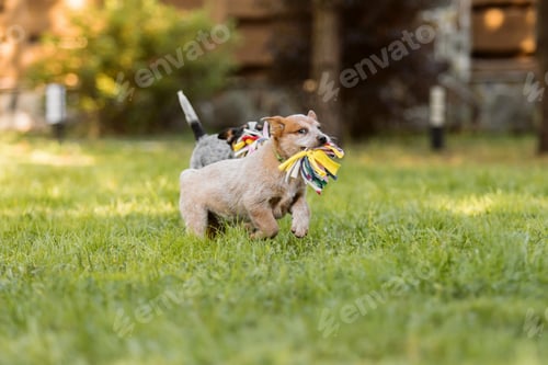Preview: Australian cattle dog puppy outdoor. Blue and red heeler dog breed. Puppies on the backyard. Dog lit