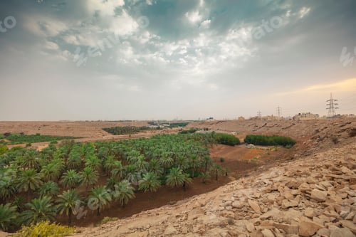 Preview: Date palm farm in Saudi Arabia