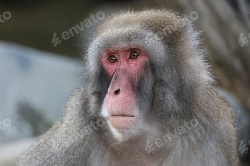 Preview: Close up view of a Japanese macaque (macaca fuscata)