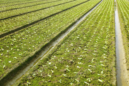 Preview: farm field