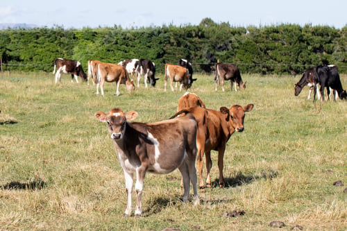 Preview: Calves graze in an open field in New Zealand. Livestock.