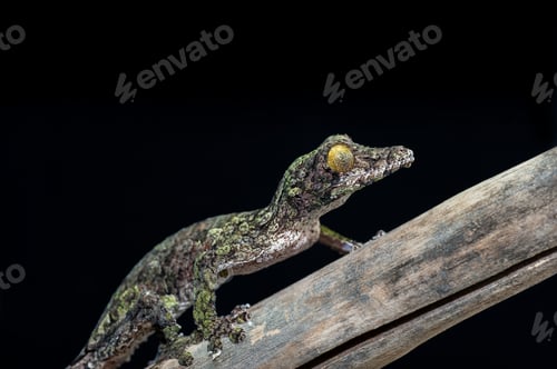 Preview: Leaf Tailed Gecko isolated on black background