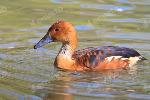 Preview: brown duck