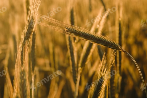 Preview: Wheat field at sunset . Golden ears of wheat . The concept of harvest