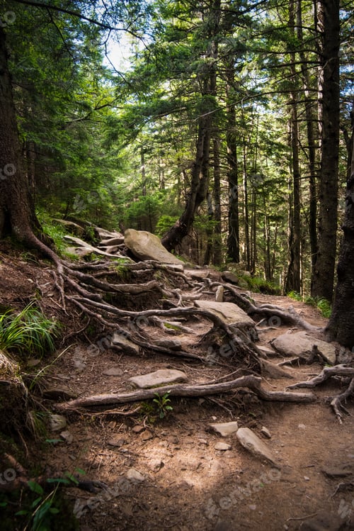 Preview: a rocky nature trail covered with tree roots of spruce forest in the mountains.