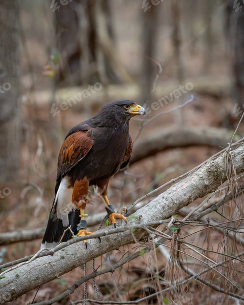 Preview: Hawk perched on a tree branch.