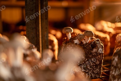Preview: Growing Shiitake Mushrooms Eco Food Bio Vegetarian Food Edible Mushrooms Grow Plastic Bags Close Up