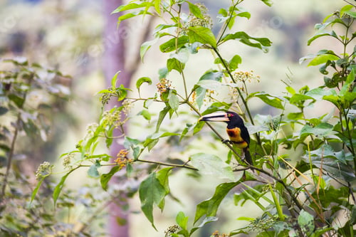 Preview: Toucan in the Choco Rainforest, Ecuador. This area of jungle is the Mashpi Cloud Forest in the Pichi