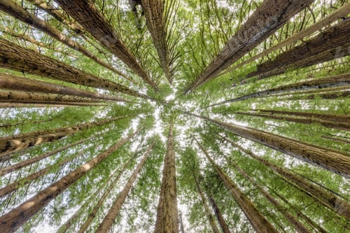 Preview: Tall Sequoia California Redwood trees looking up to canopy
