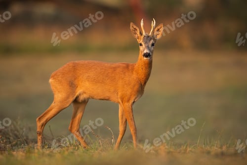 Preview: Roe deer buck, capreolus capreolus, in natural peaceful environment lit by evening light