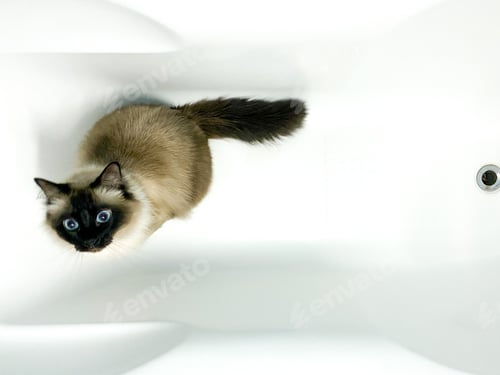Preview: Cat in white bathtub waiting to be bathed