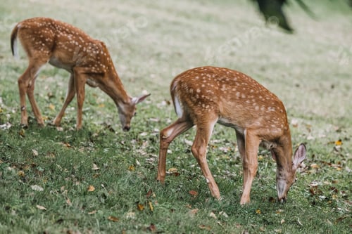 Preview: Young fawn deer in the wild