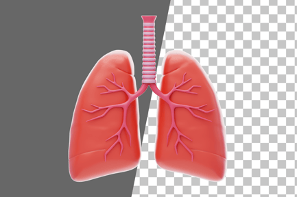 Preview: Lungs 3D Icon