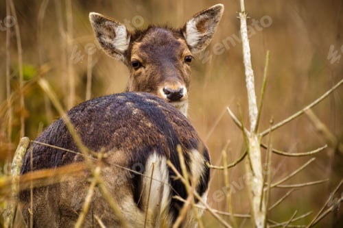 Preview: Fallow deer (Dama dama) sitting in the tall grass, looking back over its shoulder