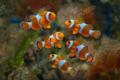 Preview: Clownfish or Anemonefish